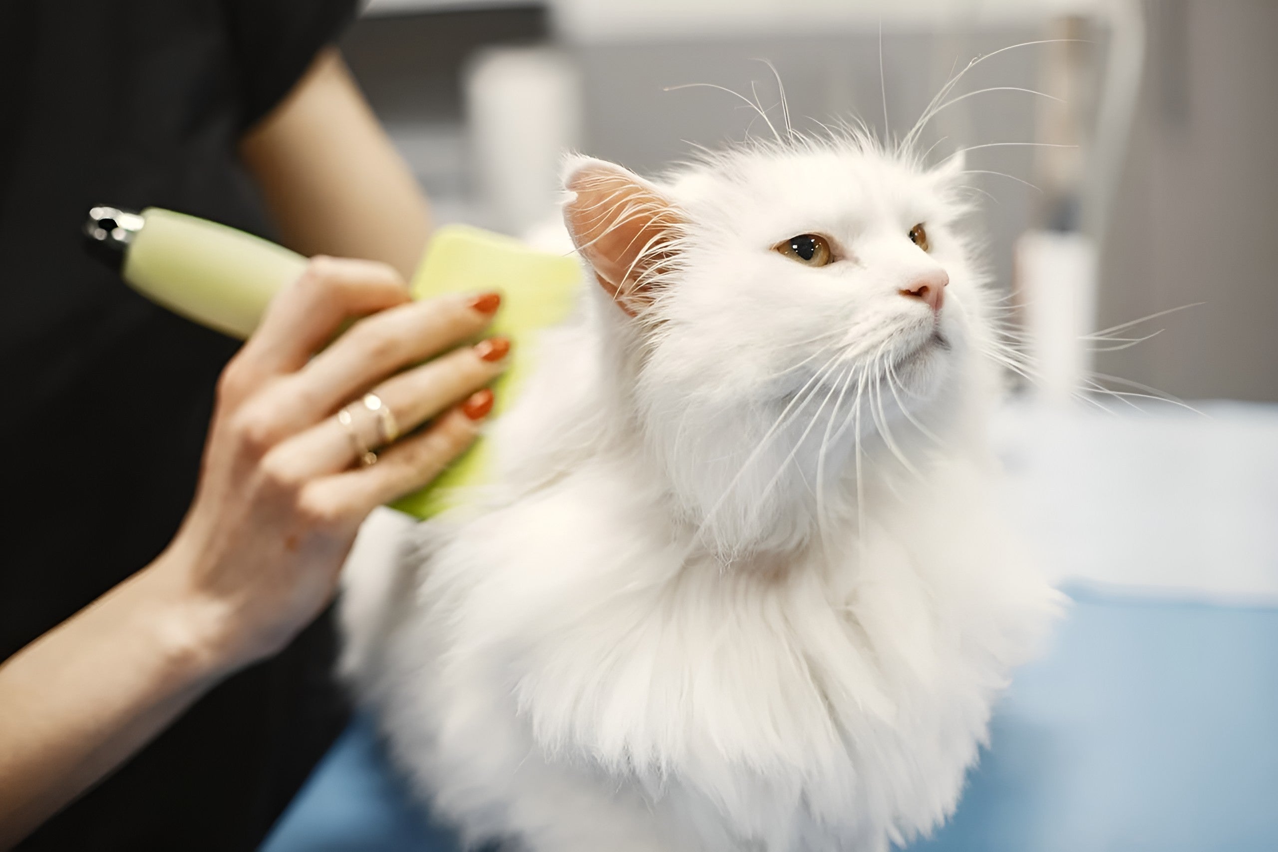 Gentle Pet Grooming For Health